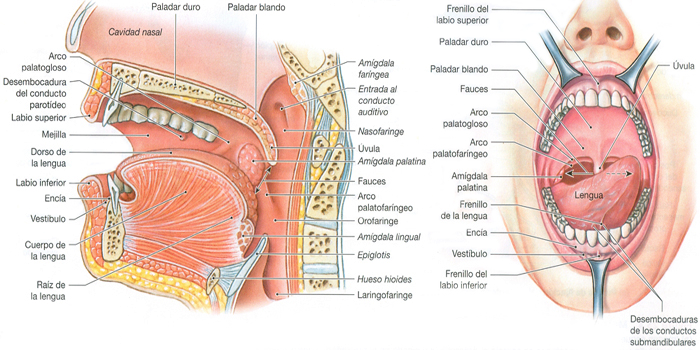 Anatomia Boca Organos Glandulas Endodermo
