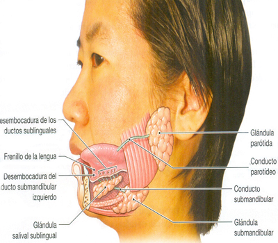 Anatomia Boca Organos Glandulas Conductos Endodermo
