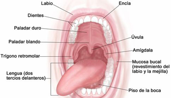 Anatomia Boca Organos Endodermo