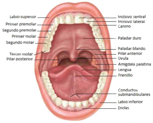 Anatomia Cavidad Oral Organos Endodermo