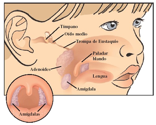 Anatomia Boca Glandulas Endodermo