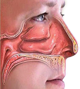 Cavidad Nasal Nariz Fosas Nasales Anatomia