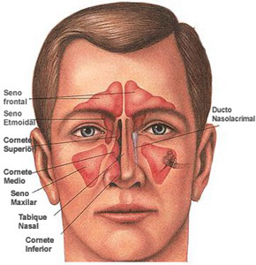 Cavidad Nasal Senos Paranasales Anatomia