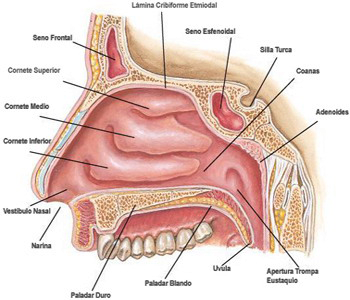 Cavidad Nasal Anatomia Nariz