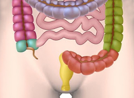 Recto Colon Sigma Ciego Apendice Endodermo