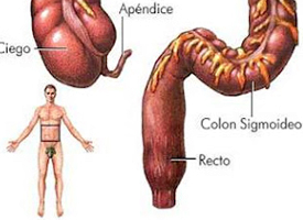 Recto Colon Sigmoide Ciego Apendice Endodermo