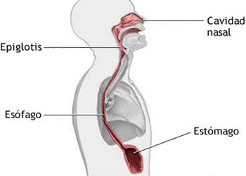 Cavidad Nasal Epiglotis Esofago Estomago Endodermo