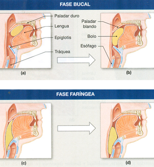 Fases Deglusion Bucal Faringea