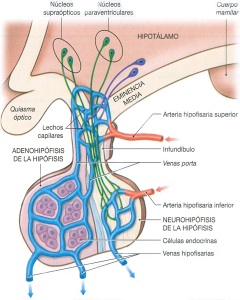 Glandula Hipofisis Pituitaria Adenohipofisis Neurohipofisis