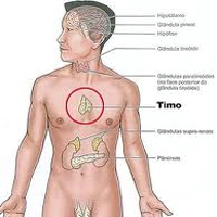 Glandula Timo Endodermo Cuerpo Humano Ubicacion Pecho