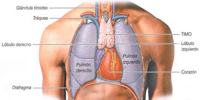 Anatomia Timo Glandula Pulmones Corazon