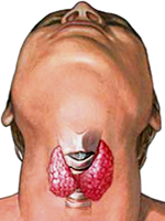 Glandula Tiroides Endodermo Cuello