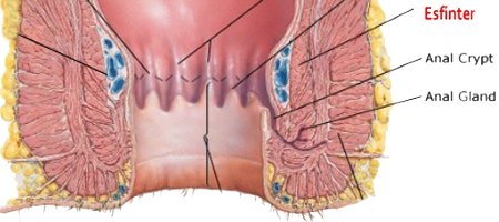 Glandulas Anales Recto Esfinter Anal Endodermo