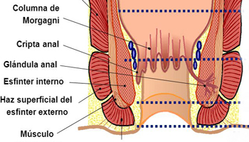 Glandulas Anales Recto Esfinter Endodermo