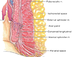 Glandulas Anales Endodermo