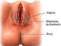 Vulva Vagina Glandulas Bartholin Ano