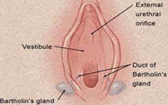 Vulva Vestibulo Vagina Uretra Glandulas Bartholin
