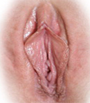 Vulva Femenina Labios Vaginales