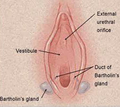 Vulva Vestibulo Vagina Uretra Glandulas Bartholin
