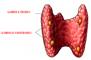 Glandulas Tiroides Paratiroides Endodermo