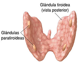 Glandulas Tiroides Paratiroides Endodermo Vista Posterior