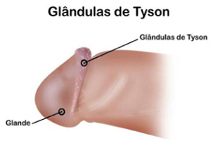 Pene Glandulas Tyson Productoras Esmegma Glande
