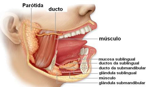 Boca Anatomia Glandulas Salivales Conductos Musculos Parotida