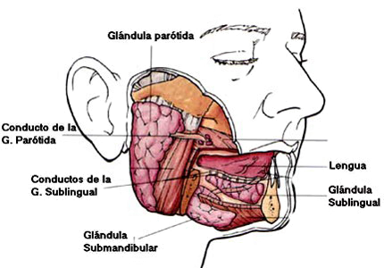 Boca Anatomia Glandulas Salivales Conductos Lenguia Parotida Sublingual Submandibular