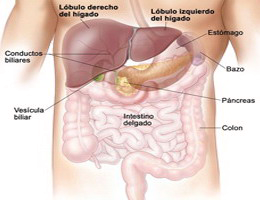 Higado Organo Endodermico