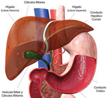 Higado Gran Curvatua Estomago Organos Endodermicos