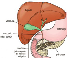 Higado Vesicula Biliar Organos Endodermo