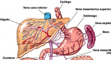 Higado Estomago Bazo
