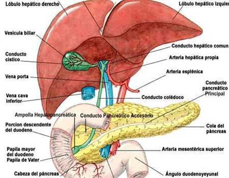 Higado Pancreas Conductos Arterias Venas Vesicula Biliar