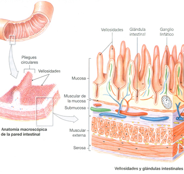 Glandulas Intestino Delgado Anatomia Pared Intestinal
