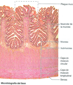 Mucosa Intestino Delgado Ileon Anatomia