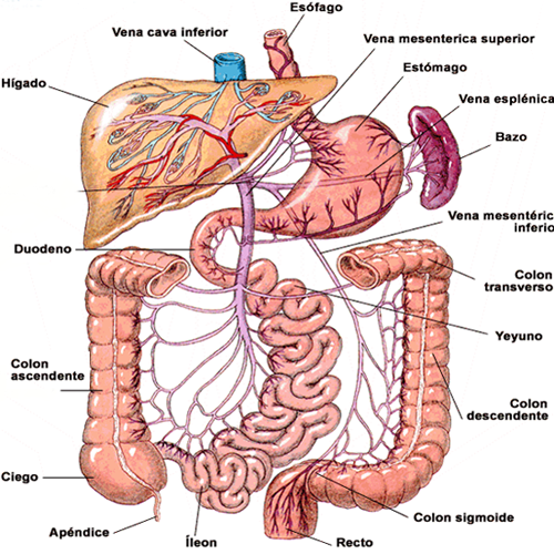 Intestino Grueso Colon Endodermo Estomago Higado
