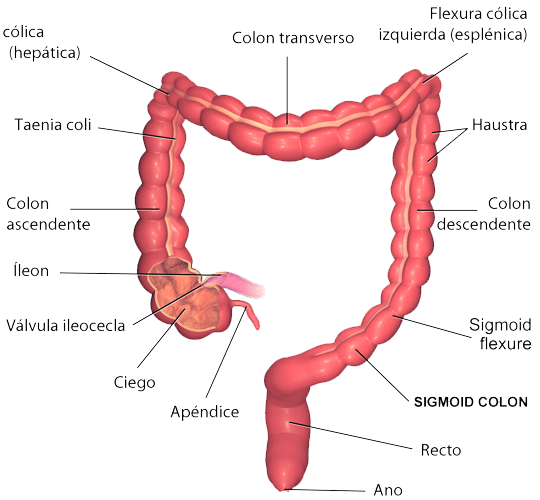 Intestino Grueso Colon Endodermo
