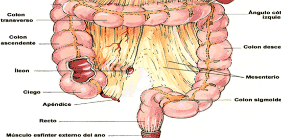 Intestino Grueso Colon Endodermo
