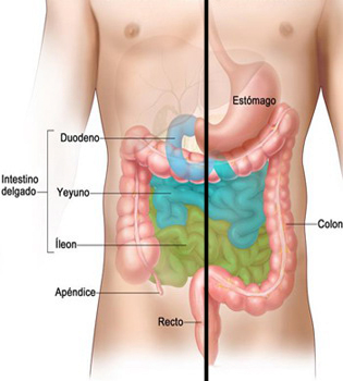 Endodermo Intestino Delgado Grueso