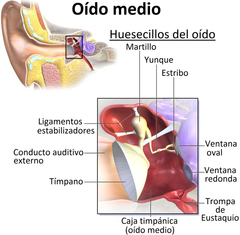 Oido Medio Anatomia Endodermo