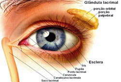 Ojo Glandula Lagrimal Endodermo Anatomia 