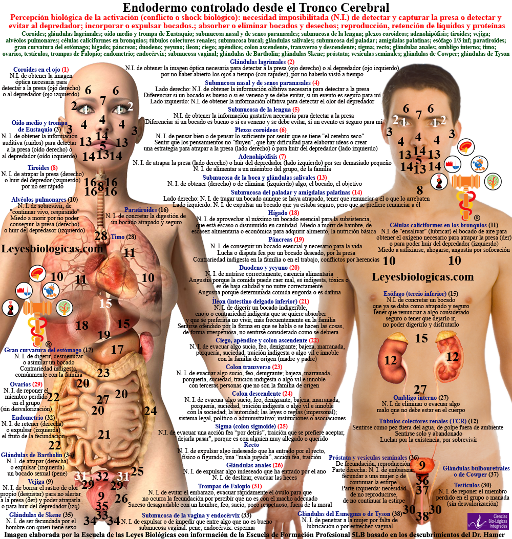 Resumen Organos Endodermo Shocks Biologicos Conflictos Cuerpo