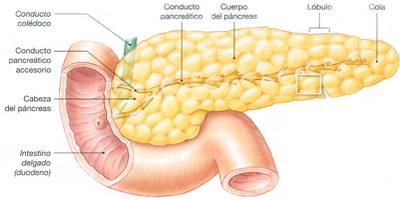 Pancreas Duodeno Endodermo
