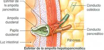 Pancreas Esfinter Ampolla Hepatopancreatica