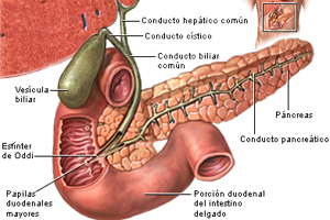 Pancreas Intestino Delgado Endodermo
