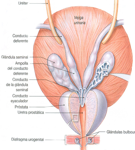 Prostata Anatomia Endodermo