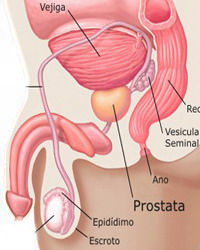 Sistema Reproductor Masculino Prostata Endodermo