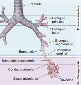 Traquea Bronquios Bronquiolos Alveolos Endodermo