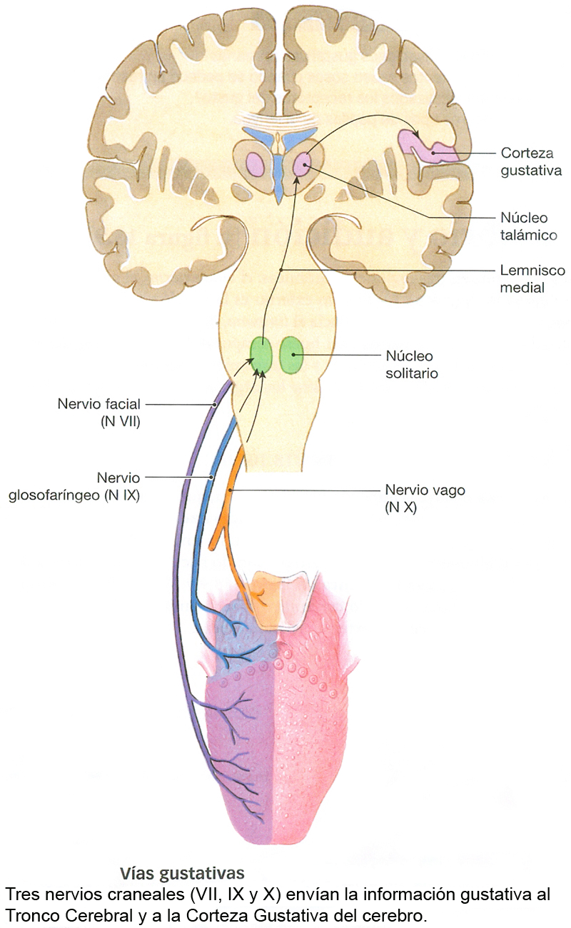 Receptores Gustativos Gusto Nevios Corteza Cerebral Gustativa Vias