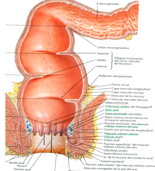 Recto Sigma Anatomia Endodermo